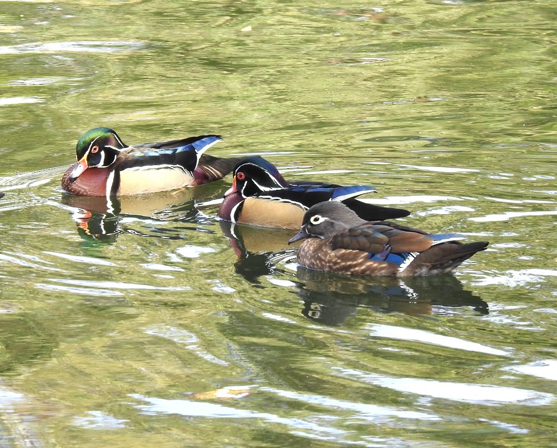 Wood Duck - ML384255901