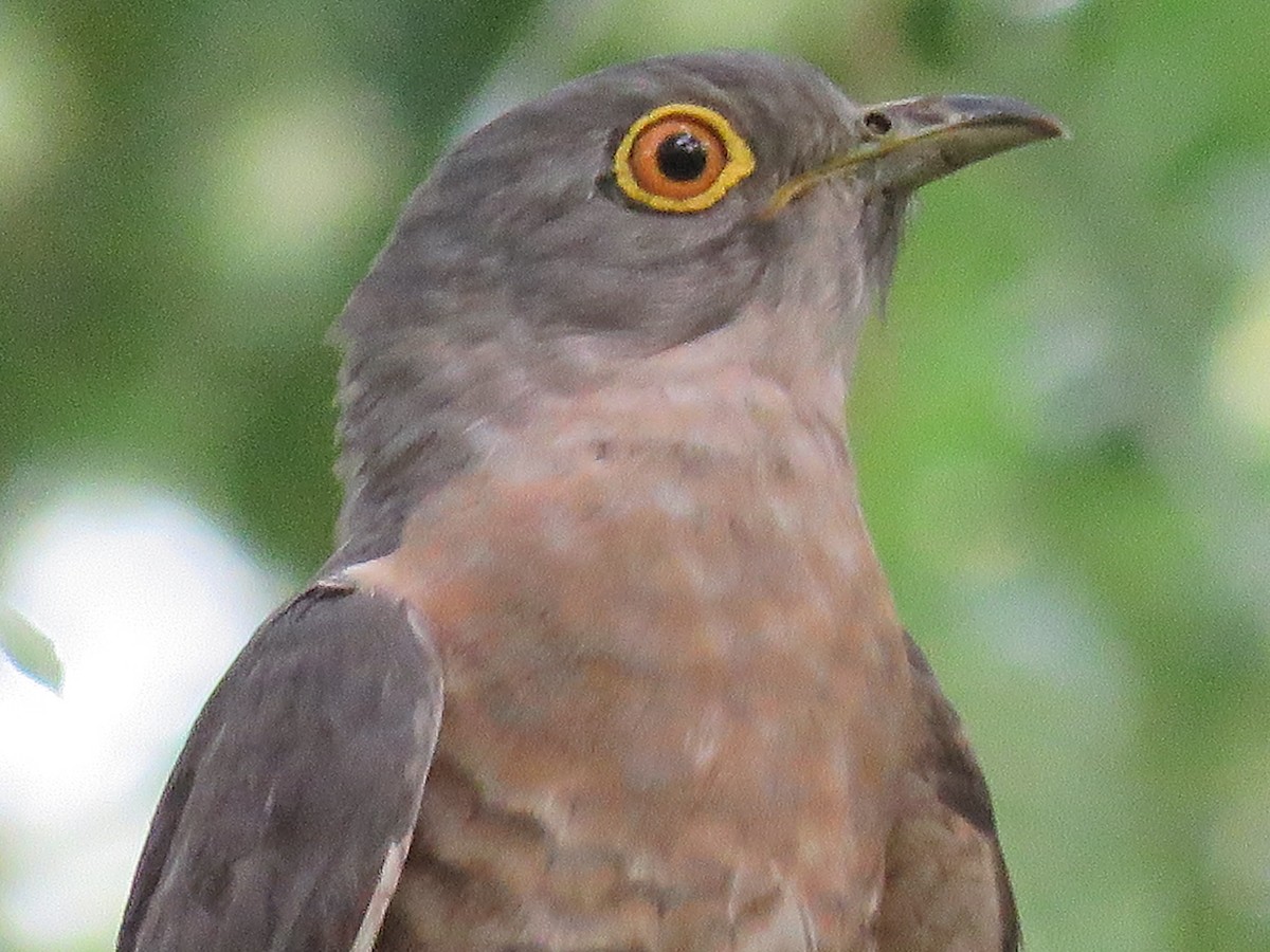 Common Hawk-Cuckoo - ML38425601