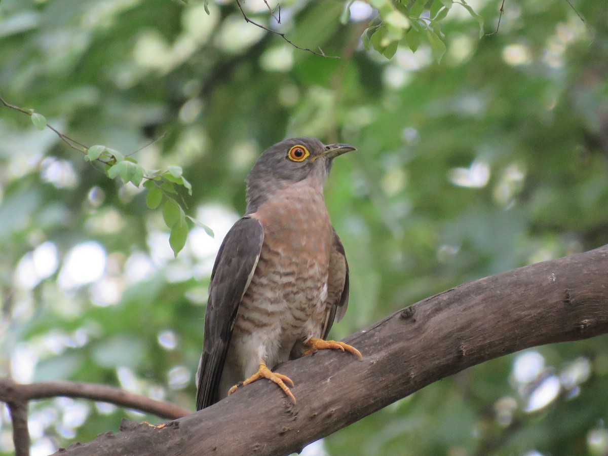 Common Hawk-Cuckoo - ML38425621