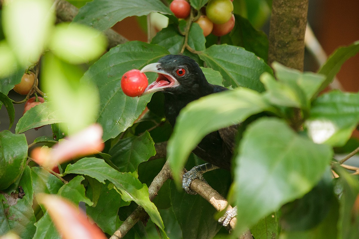 Asian Koel - ML38425781