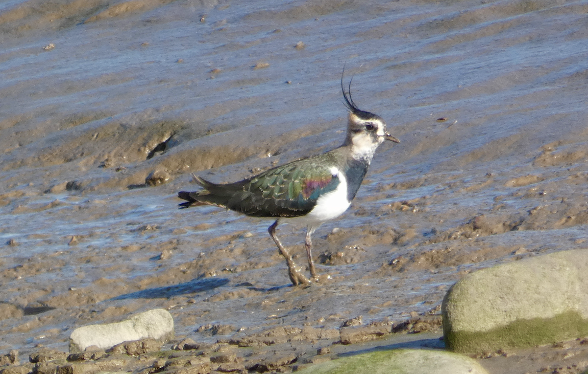 Northern Lapwing - N Jones