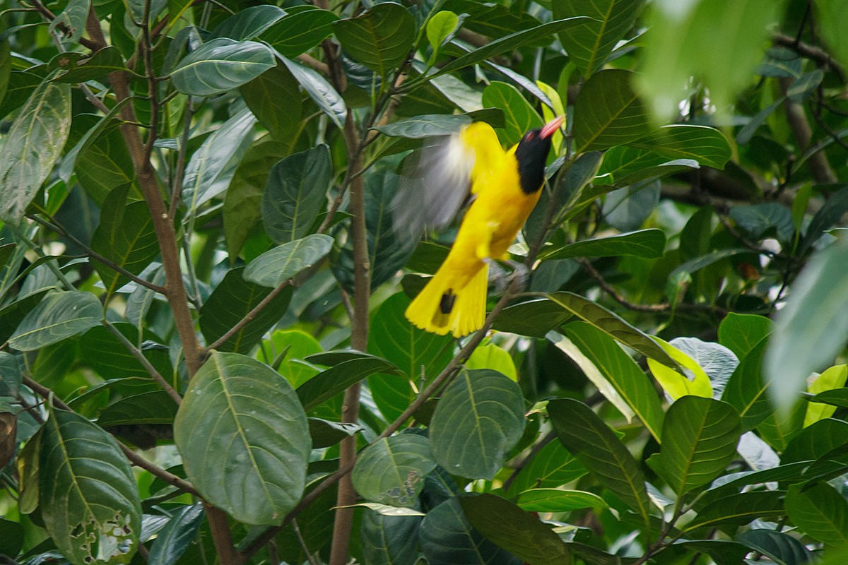 Black-hooded Oriole - ML38425831