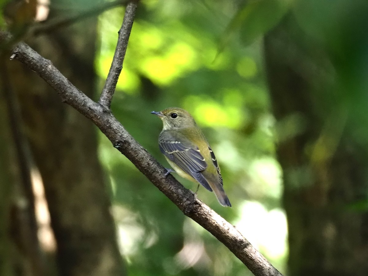 Narcissus Flycatcher - ML384258971