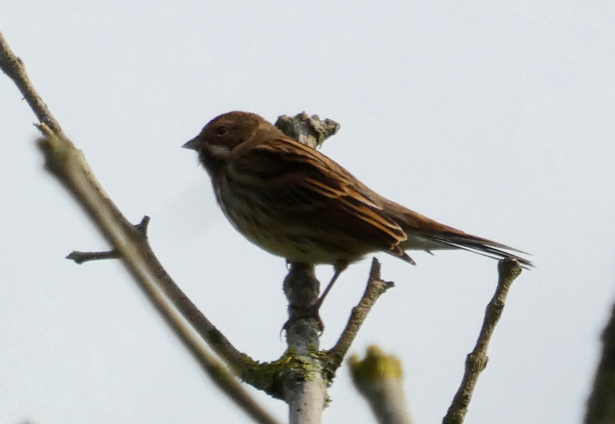 Reed Bunting - ML384260981