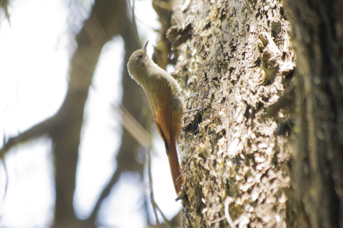 Olivaceous Woodcreeper - Verónica  Tejerina
