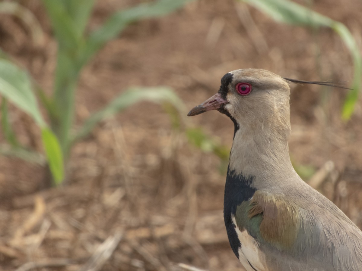 Southern Lapwing - Alan Hentz