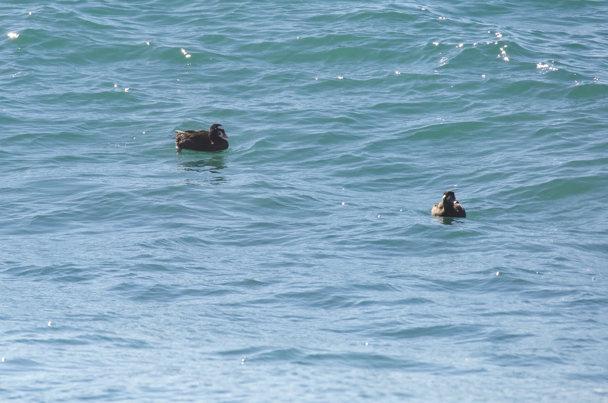 Surf Scoter - ML384268221