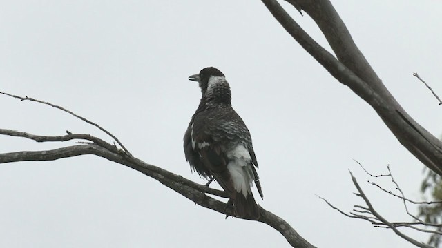 Australian Magpie (Western) - ML384274151