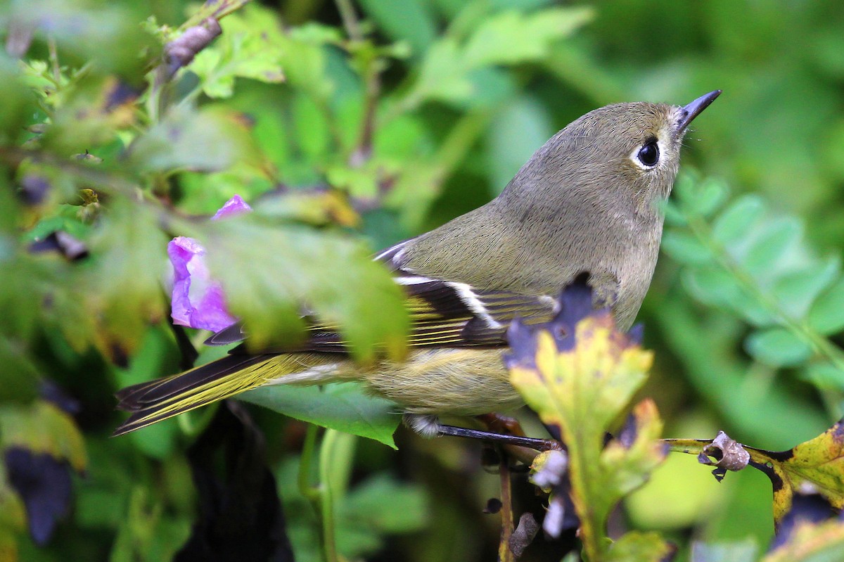 Ruby-crowned Kinglet - ML384274601