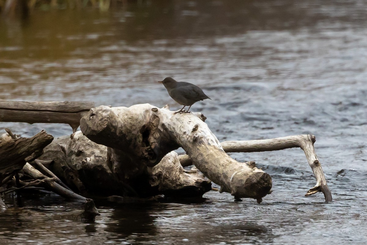 American Dipper - ML384275661