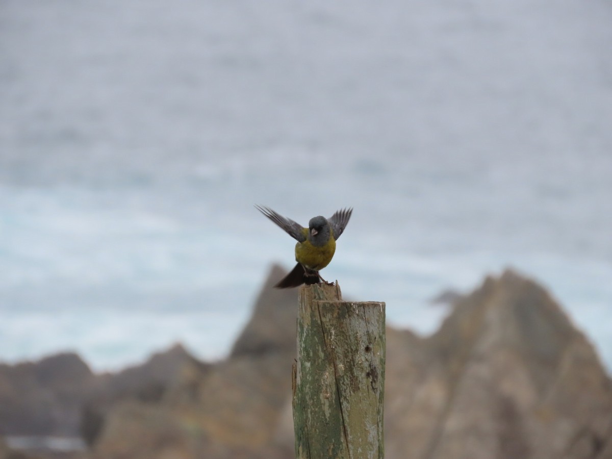 Gray-hooded Sierra Finch - ML384276591