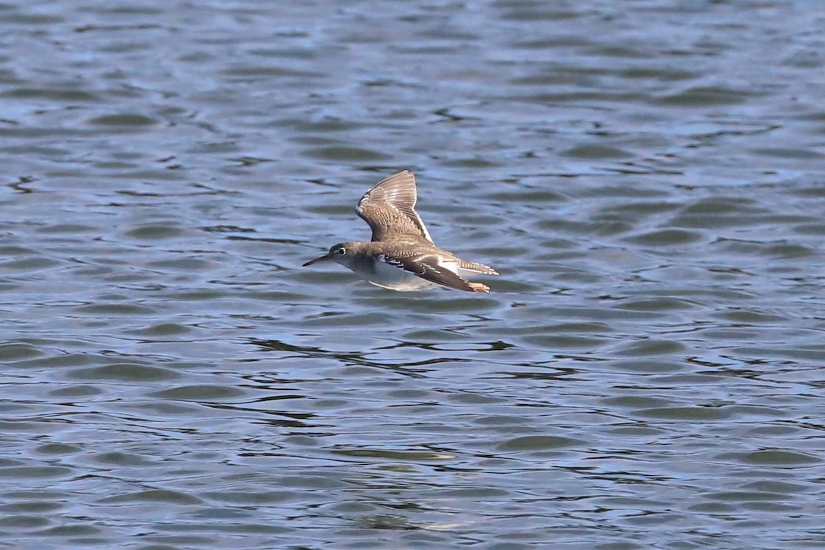 Spotted Sandpiper - ML384276691