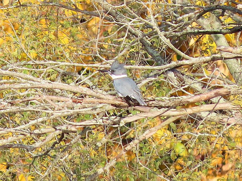 Belted Kingfisher - ML384277361