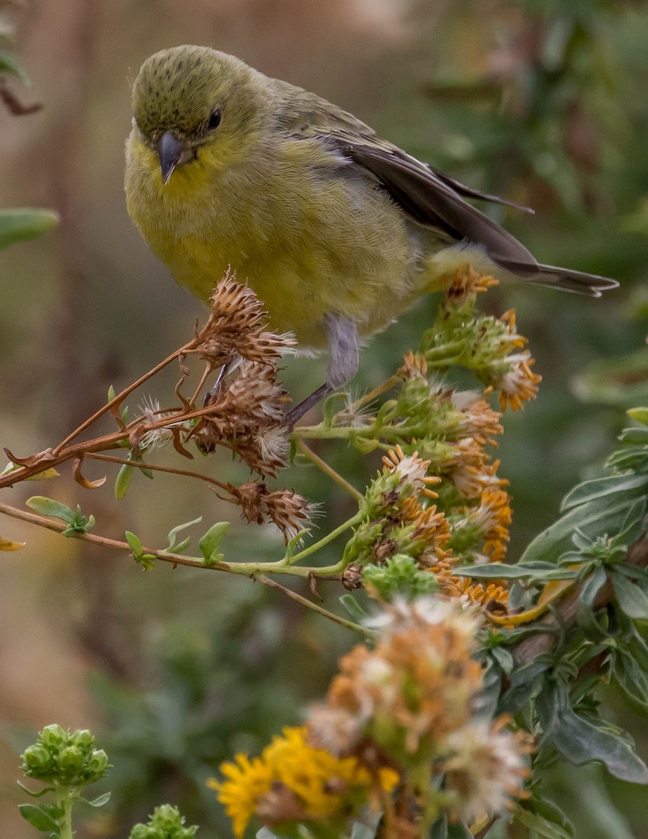 Lesser Goldfinch - ML384277491