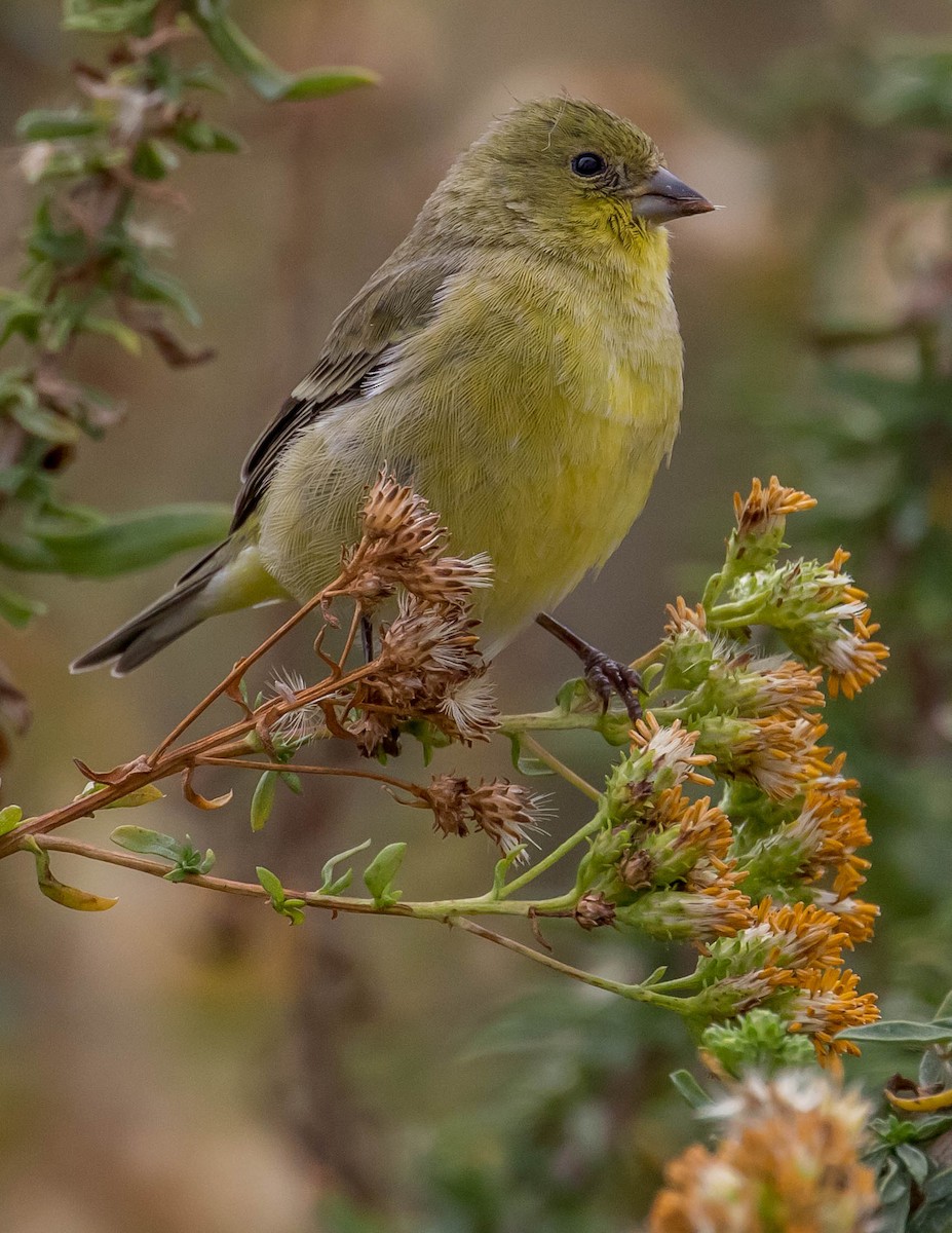 Lesser Goldfinch - Chris Tosdevin