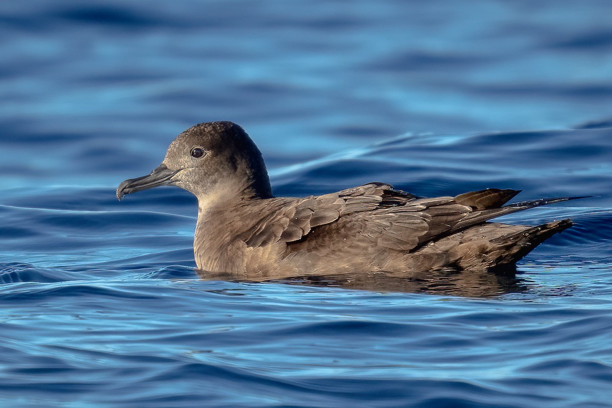 Sooty Shearwater - ML384278681