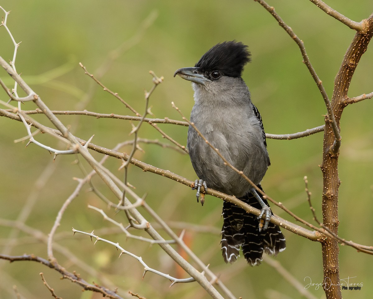 Giant Antshrike - ML384278701