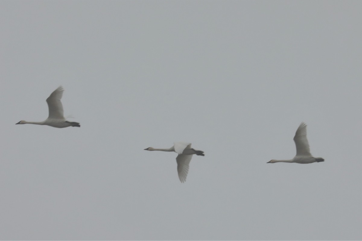 Tundra Swan - ML384279141