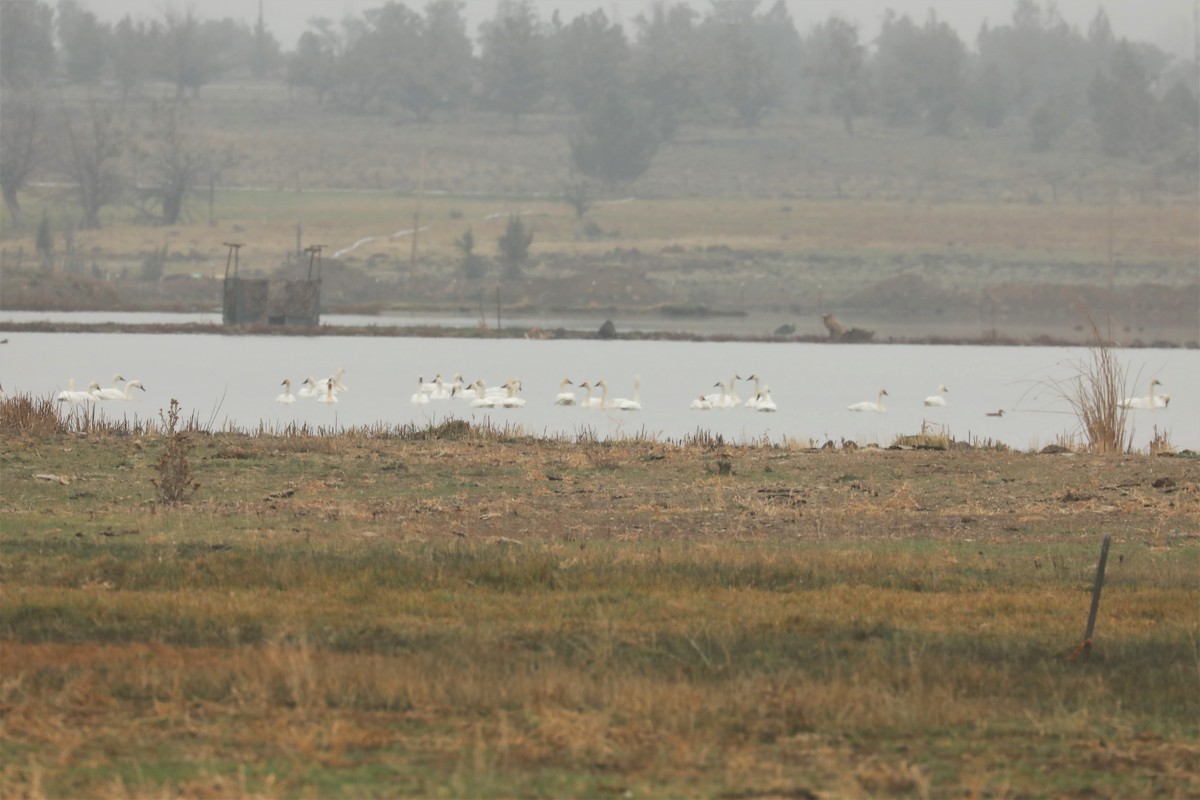 Tundra Swan - ML384279231