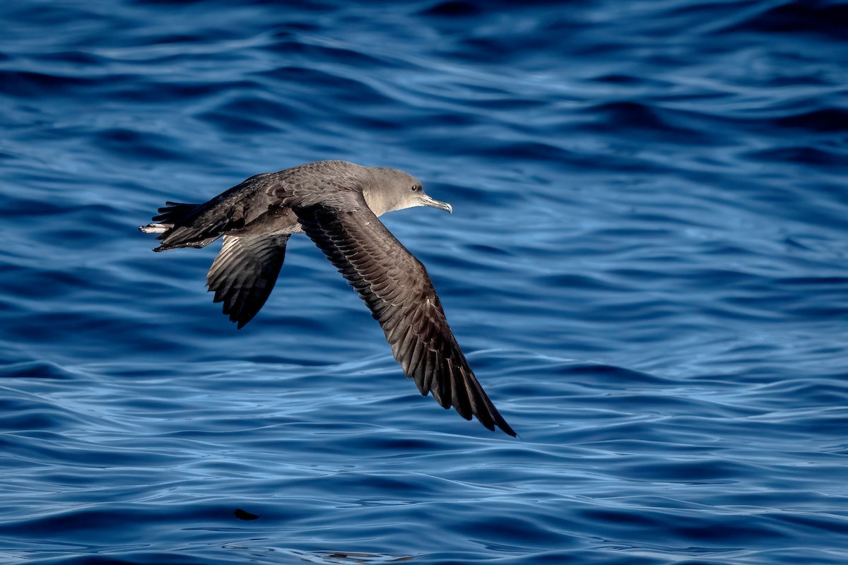 Balearic Shearwater - David Hurtado