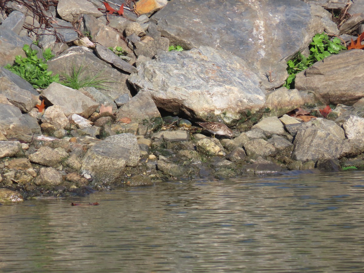 Least Sandpiper - Rebecca Suomala