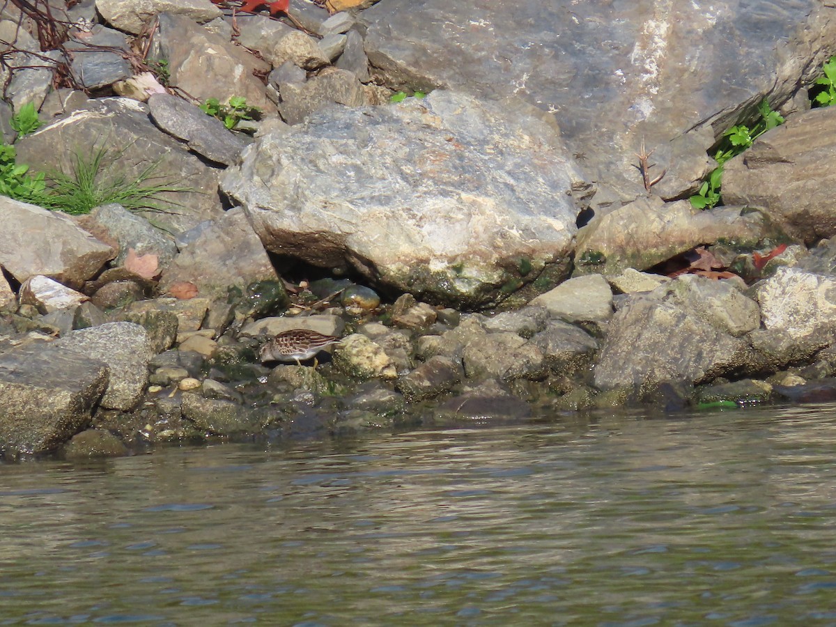 Least Sandpiper - Rebecca Suomala