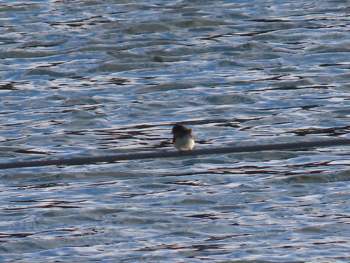 Golondrina Común - ML384279951