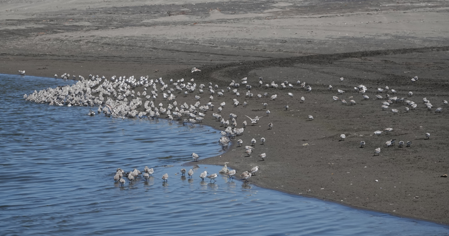 Sanderling - Víctor Leiva Muñoz