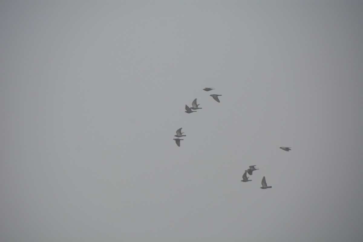 Хөхвөр тагтаа (суурин газрын) - ML384283761