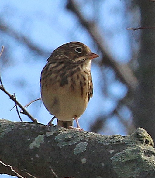 Vesper Sparrow - ML384283801