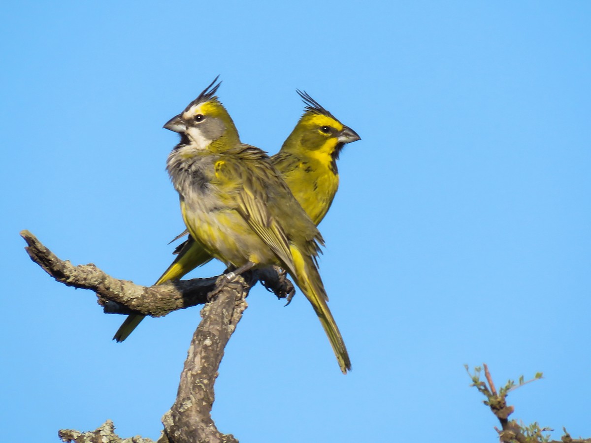ML384284221 - Yellow Cardinal - Macaulay Library
