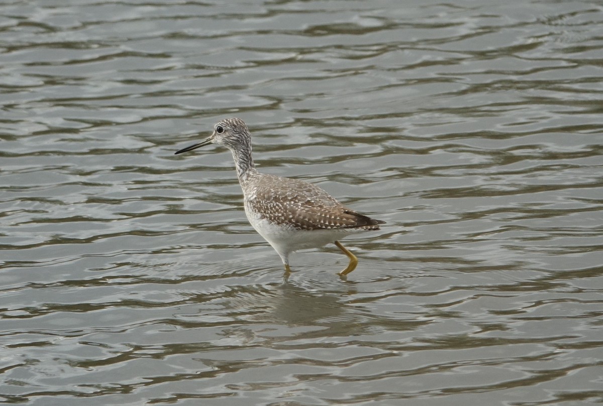 Greater Yellowlegs - Catherine Lang