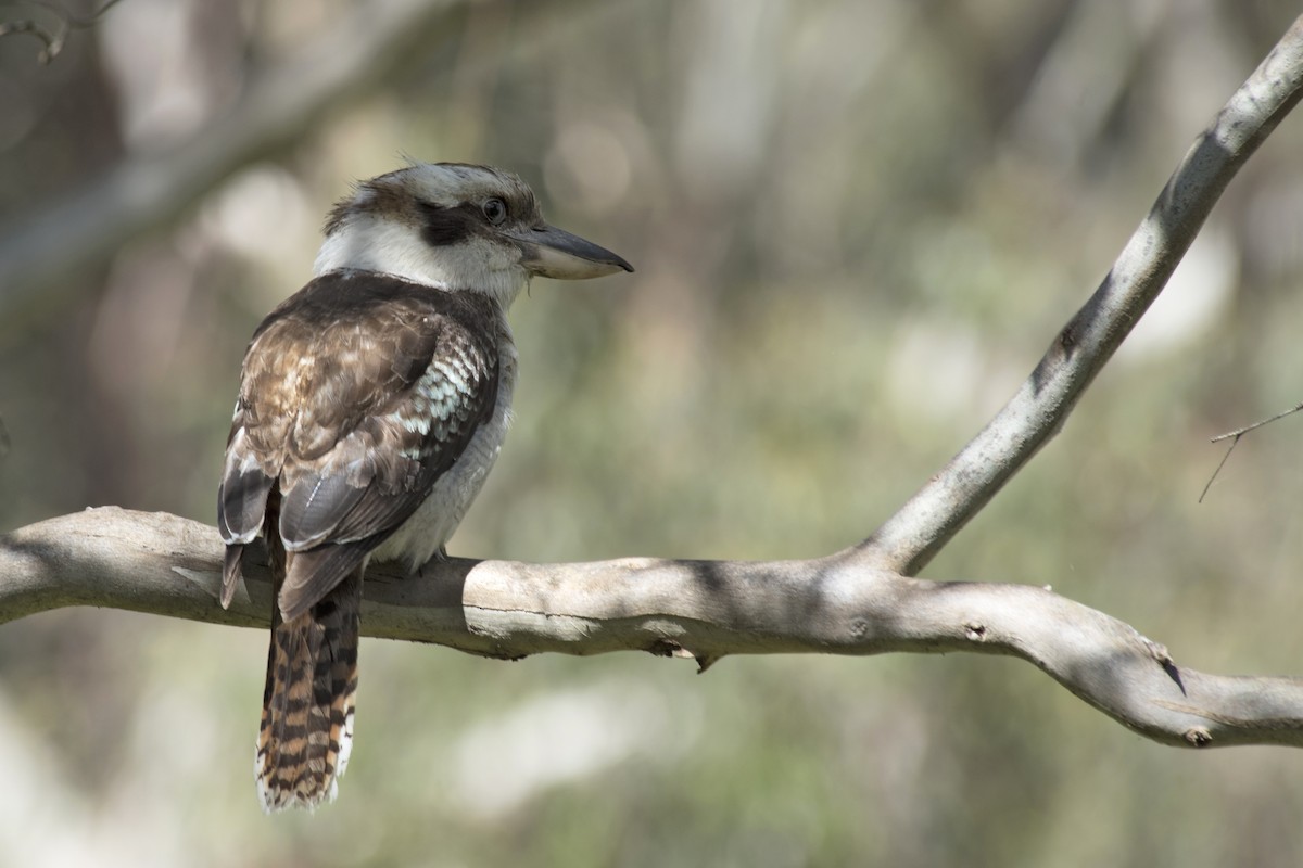 Laughing Kookaburra - ML384285191