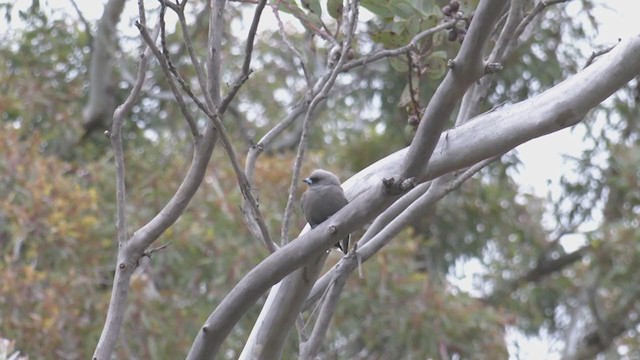 Dusky Woodswallow - ML384286851