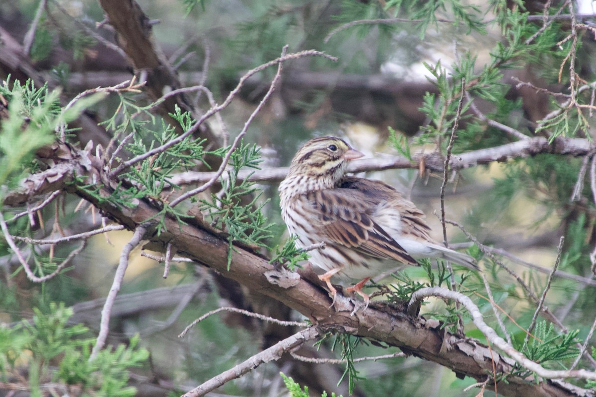 Savannah Sparrow - ML384287181