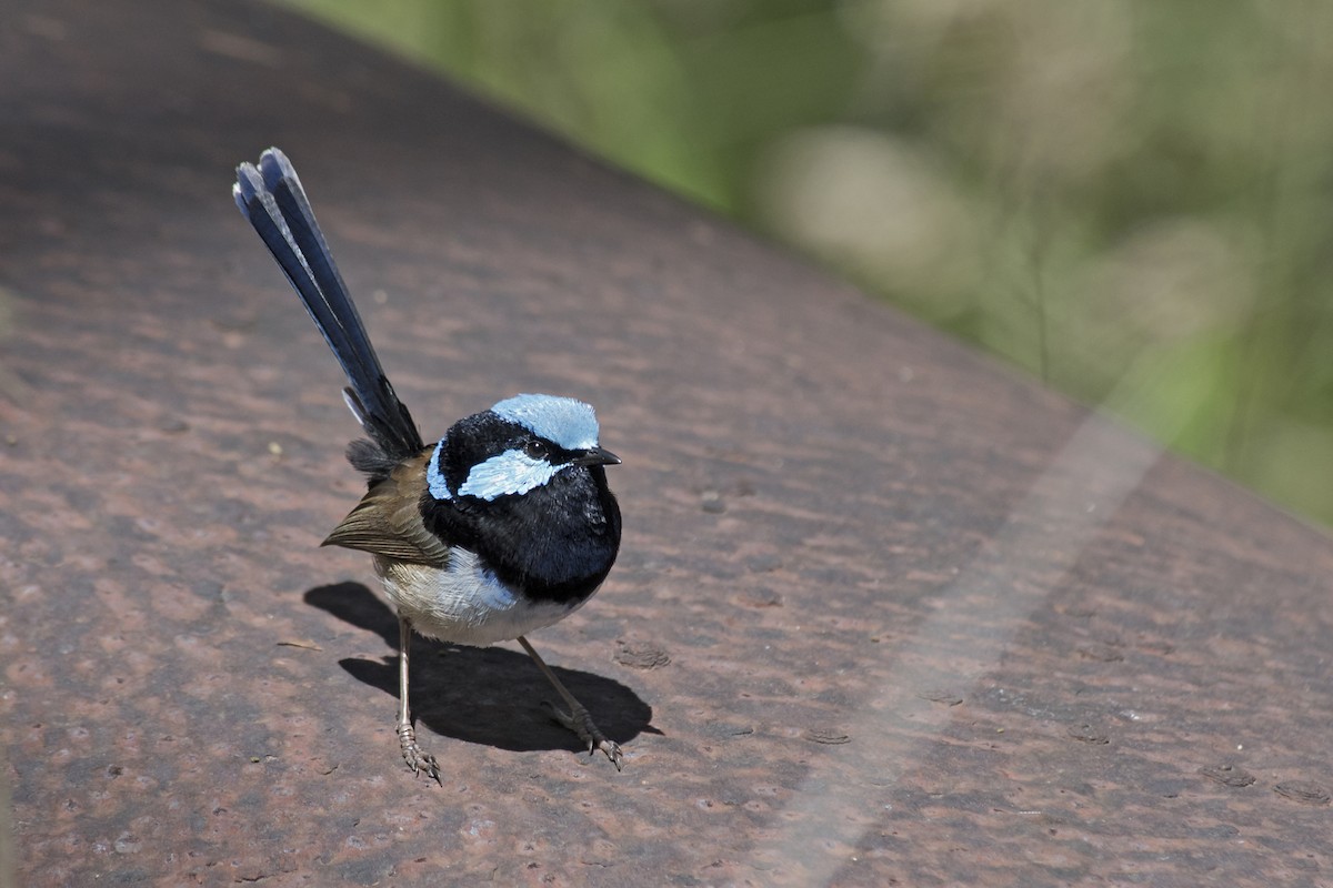 Superb Fairywren - ML384287371