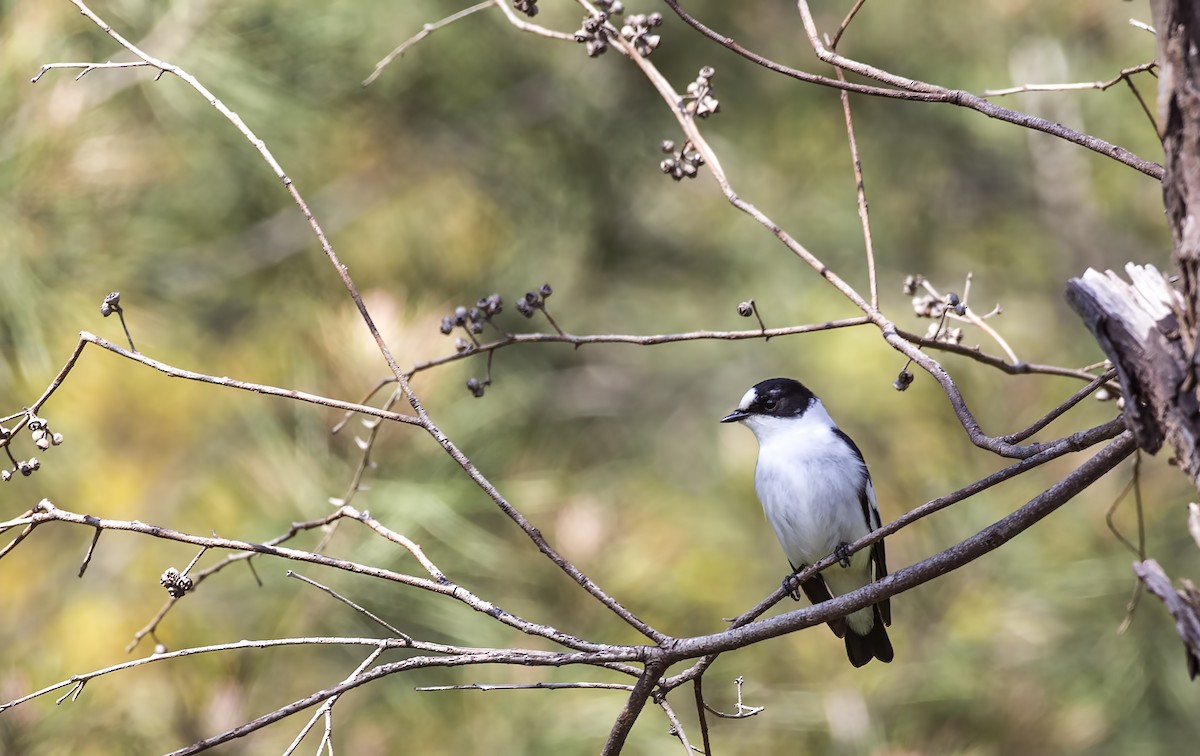 Collared Flycatcher - H. Çağlar Güngör