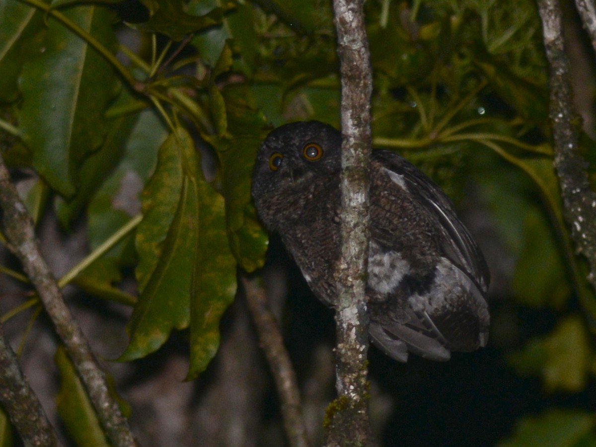 Comoro Scops-Owl - ML38428831