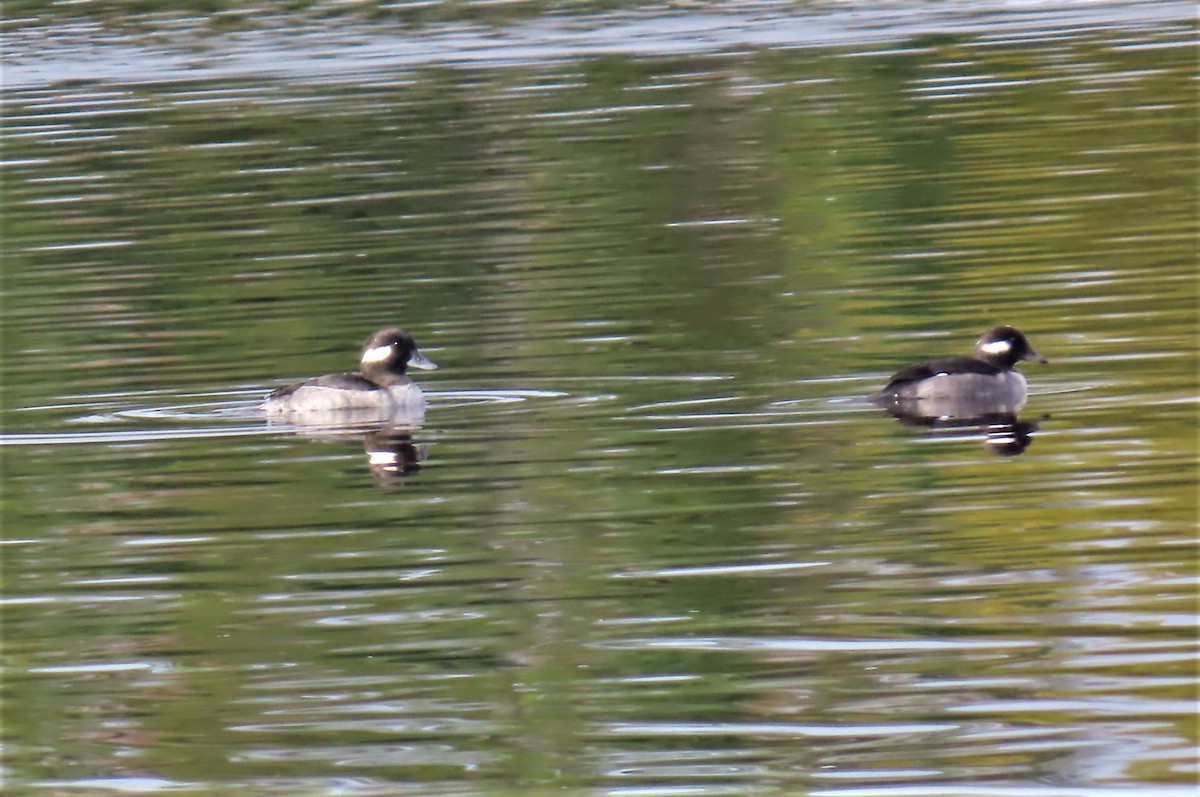 Bufflehead - ML384290871