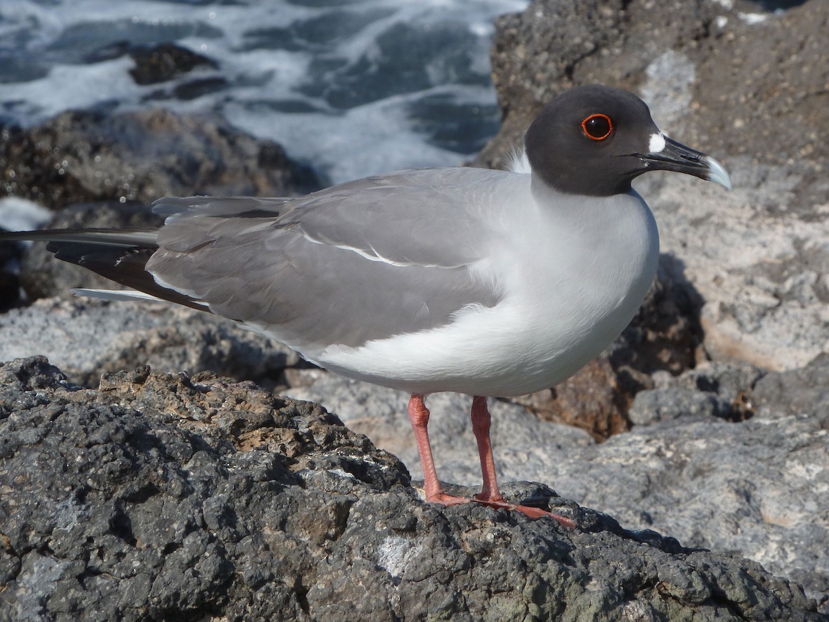 Swallow-tailed Gull - ML384290931