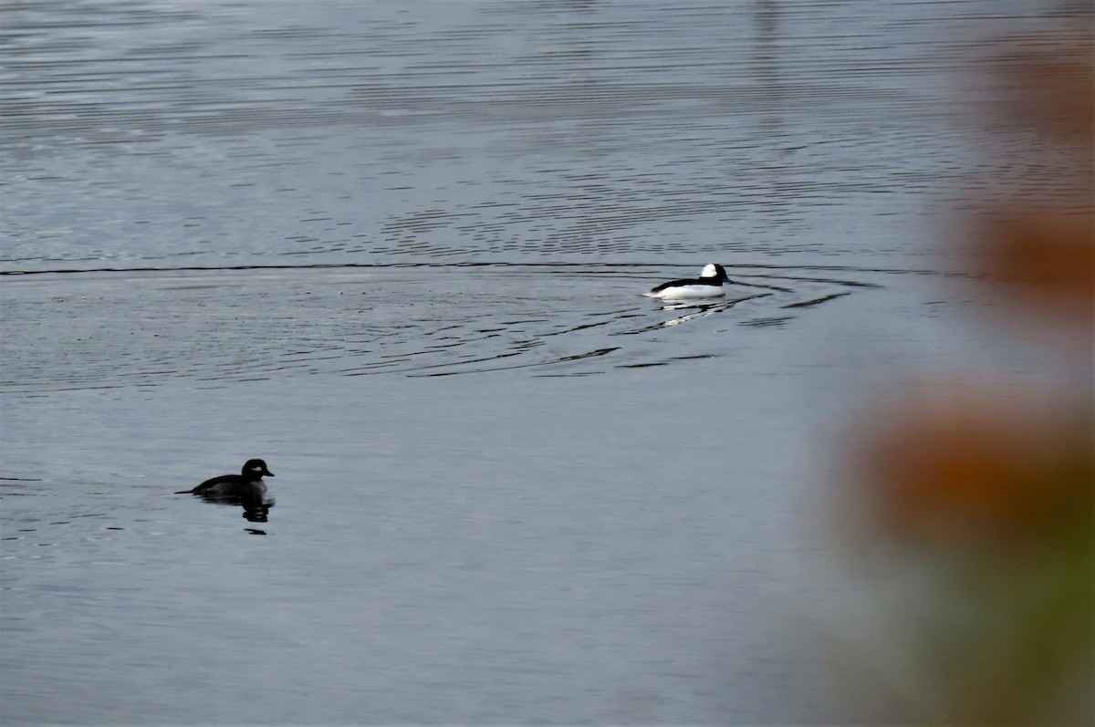 Bufflehead - ML384290941