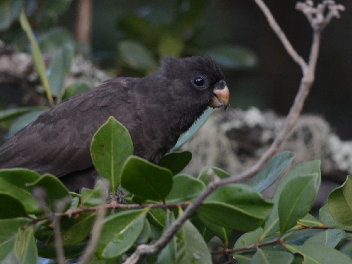 Comoro Black Parrot - Alan Van Norman