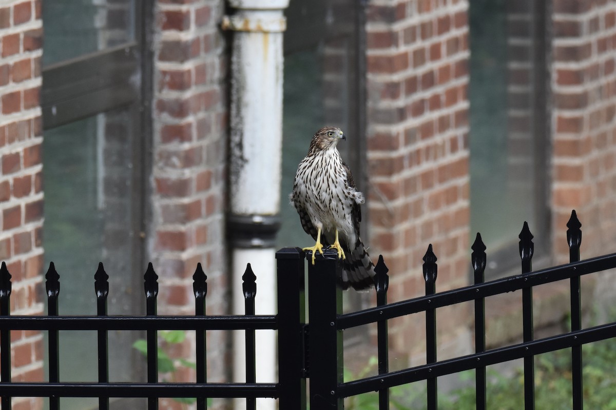 Cooper's Hawk - ML384293291