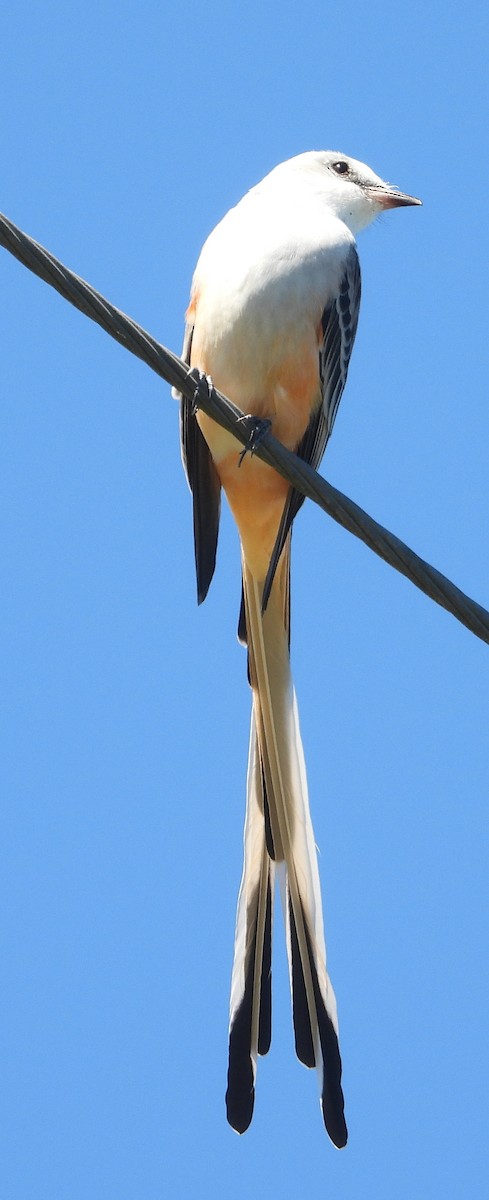 Scissor-tailed Flycatcher - Caley Thomas