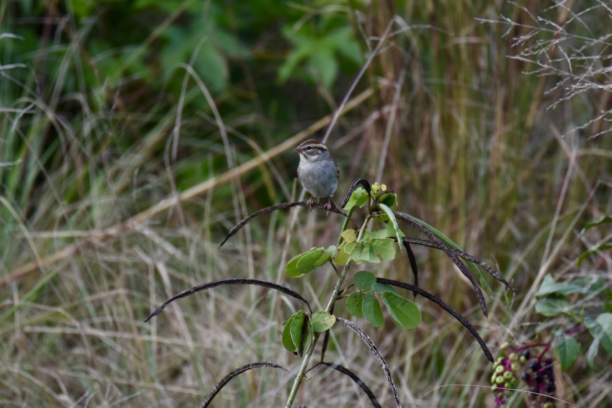 Chipping Sparrow - ML384293721