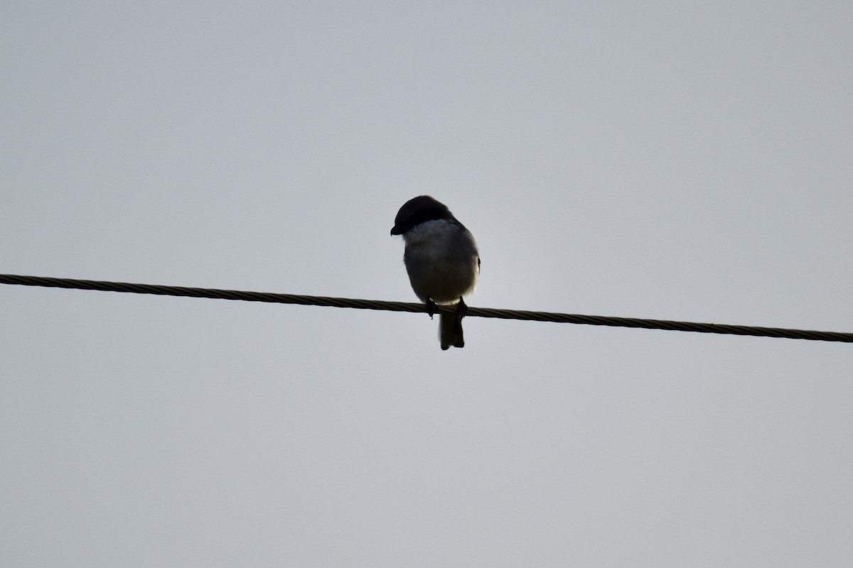Loggerhead Shrike - ML384294351