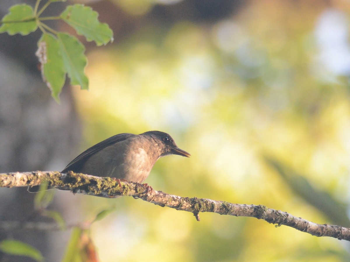 Comoro Thrush - ML38429441