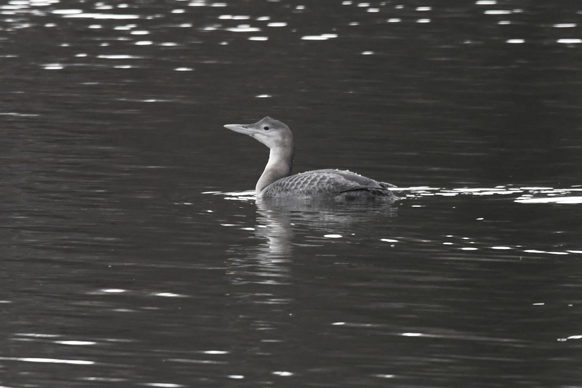 Yellow-billed Loon - ML384295901