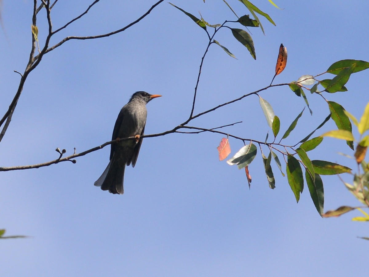 Bulbul de la Mohéli - ML38429661