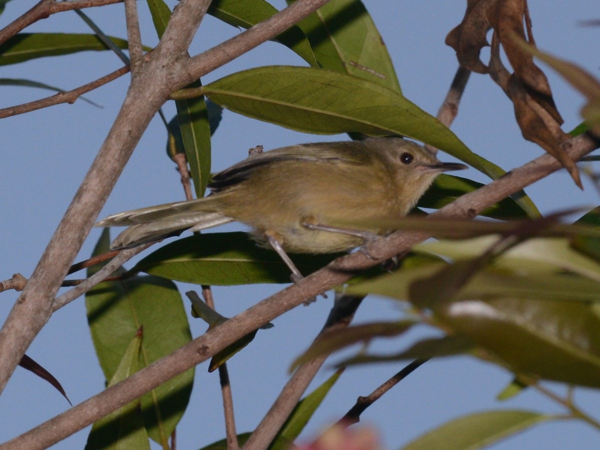 Moheli Brush-Warbler - ML38429701